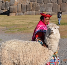 Best smile llama