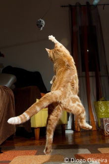 jump cat